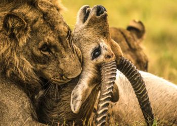 Wrześniowe propozycje programowe National Geographic Wild