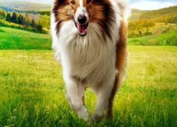 LASSIE, WRÓĆ!